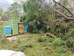 Beekeepers experience minor losses from Hurricane Laura 